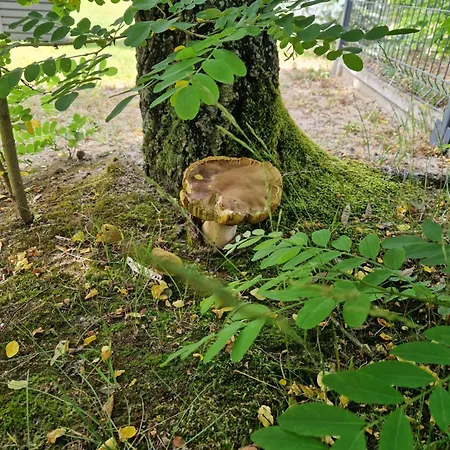 Zurawi בית נופש *