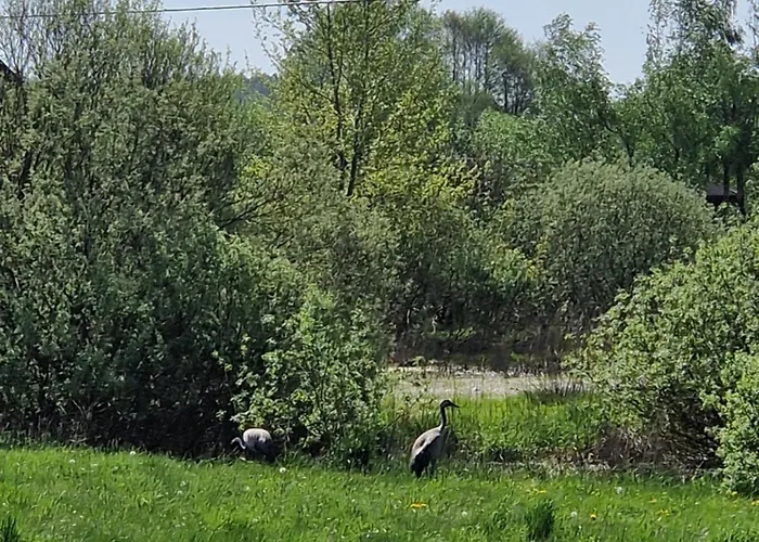 Dom wakacyjny żurawi