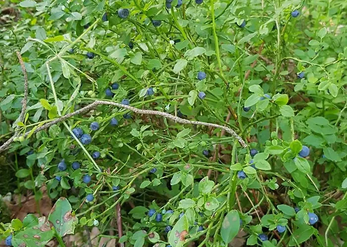 Dom wakacyjny żurawi