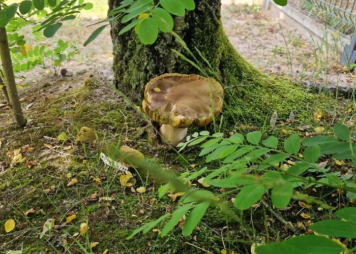 Zurawi בית נופש *